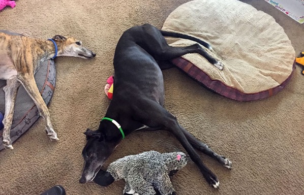 sleeping-greyhound