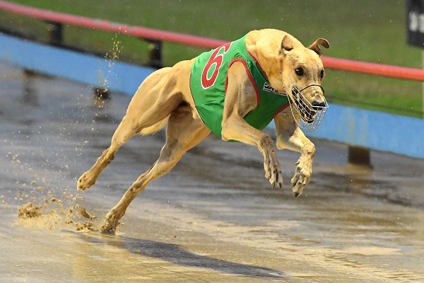 greyhound-race